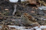 20170128_Dwerggors_Ganzenpoel_02