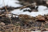 20170128_Dwerggors_Ganzenpoel_03