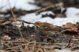20170128_Dwerggors_Ganzenpoel_04