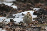 20170128_Dwerggors_Ganzenpoel_06