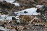20170128_Dwerggors_Ganzenpoel_09
