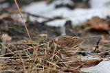 20170128_Dwerggors_Ganzenpoel_10