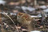 20170128_Dwerggors_Ganzenpoel_12