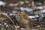 20170128_Dwerggors_Ganzenpoel_14