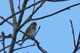 20171119_Dwerggors_Ganzenpoel