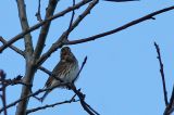 20171119_Dwerggors_Ganzenpoel_2