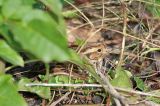 20190928_Dwerggors_Noordwijkerhout