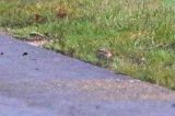 20221022_Geelbrauwgors_02_Bunne