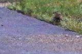 20221022_Geelbrauwgors_04_Bunne