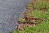 20221022_Geelbrauwgors_05_Bunne