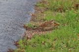 20221022_Geelbrauwgors_07_Bunne