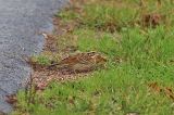 20221022_Geelbrauwgors_08_Bunne