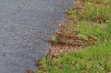 20221022_Geelbrauwgors_14_Bunne