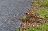 20221022_Geelbrauwgors_16_Bunne