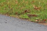 20221022_Geelbrauwgors_17_Bunne
