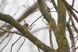 20160121_Rietgors_Wijnjeterperschar