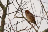 20201009_Rietgors_Texel