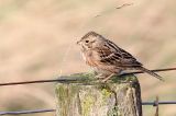 20160102_Witkopgors_Wilhelminadorp_01