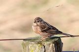 20160102_Witkopgors_Wilhelminadorp_02