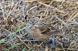 20160102_Witkopgors_Wilhelminadorp_03