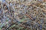20160102_Witkopgors_Wilhelminadorp_04