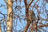 20170122_Witkopgors_Appelscha-Smilde_02