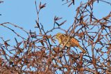 20170122_Witkopgors_Appelscha-Smilde_03