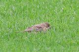 20201011_Zwartkopgors_De_Koog-Texel_03