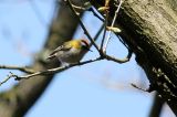 20130501_Vuurgoudhaan_Limburg