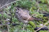20151115_Woestijngrasmus_Terschelling_02