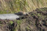 20070730_Griel_Losser_2