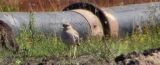 20070730_Griel_Losser_4