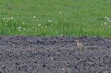 20160521_Griel_Hunzedal_02