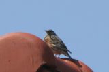 20080510_Alpenheggenmus_Vlieland_6