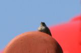 20080510_Alpenheggenmus_Vlieland_7