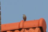 20080510_Alpenheggenmus_Vlieland_8