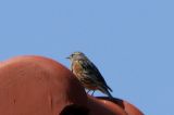 20080510_Alpenheggenmus_Vlieland_9
