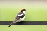 20130713_Roodkopklauwier_Bilebroek
