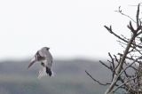 20121028_Steppeklapekster_Texel_02