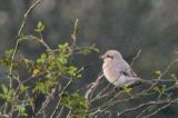 20121028_Steppeklapekster_Texel_04