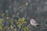 20121028_Steppeklapekster_Texel_05