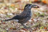 20181209_Notenkaker_Wageningen_01