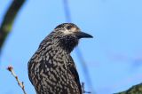 20181209_Notenkaker_Wageningen_02