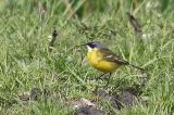 20180426_Witkeelkwikstaart_Onnerpolder_00