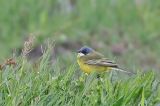 20180426_Witkeelkwikstaart_Onnerpolder_03