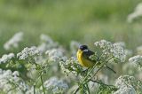 20180511_Witkeelkwikstaart_Onnerpolder_02