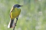 20180511_Witkeelkwikstaart_Onnerpolder_03