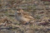 20080103_Kortteenleeuwerik_Castricum_01