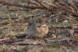 20080103_Kortteenleeuwerik_Castricum_02