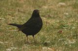 20080103_Merel_Bovensmilde